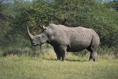 CITES member countries join hands for wildlife protection - ảnh 1